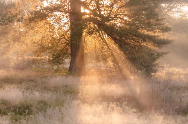 Una Foresta Una Giornata Sole Nebbia — Foto Stock
