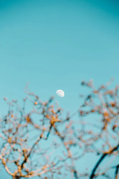 Tiro Vertical Lua Céu Claro Ramos Árvore Fora Foco — Fotografia de Stock