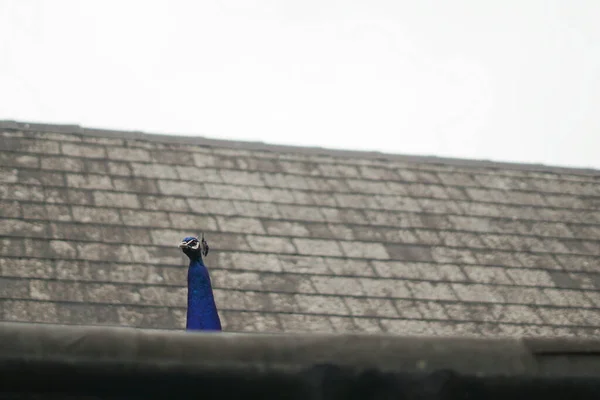 一只蓝色雄性孔雀在大楼屋顶上的特写镜头 — 图库照片
