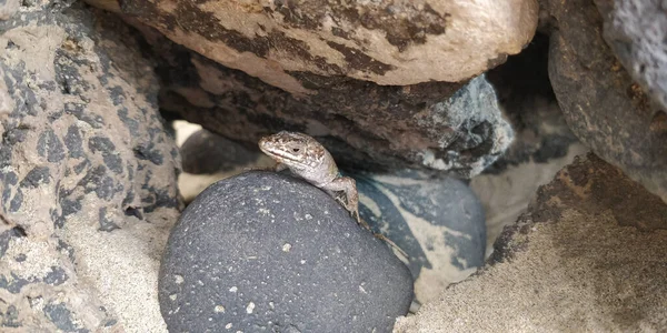 Una Lucertola Sulle Pietre Della Spiaggia — Foto Stock