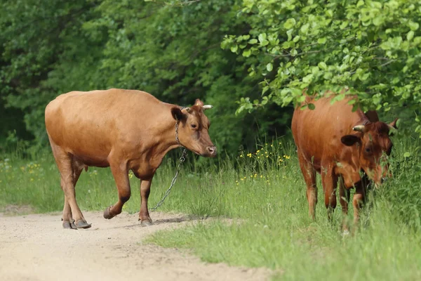 Duas Vacas Marrons Caminhando Estrada Com Vegetação — Fotografia de Stock