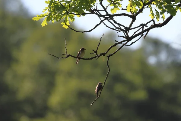 Bir Ağaç Dalına Konmuş Sinek Avcılarının Yakın Plan Çekimi — Stok fotoğraf