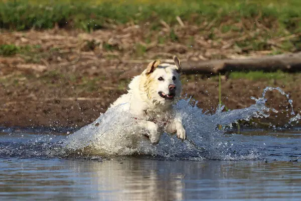 Een Close Shot Van Witte Labrador Zwemmen Rivier — Stockfoto