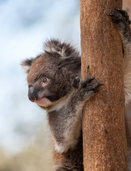 Eine Vertikale Aufnahme Eines Koalas Auf Einem Baum Sonnenlicht Mit — Stockfoto