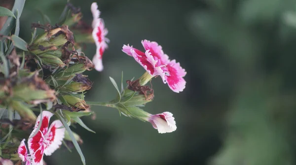 一张在花园里生长的彩虹粉色花朵的特写照片 — 图库照片