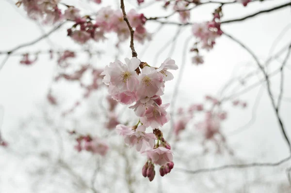 Foyer Sélectif Une Branche Arbre Fleurie — Photo