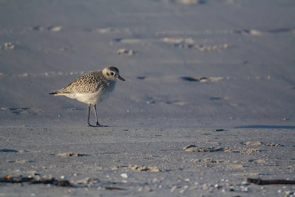 Een Close Opname Van Een Meeuw Die Het Zand Het — Stockfoto