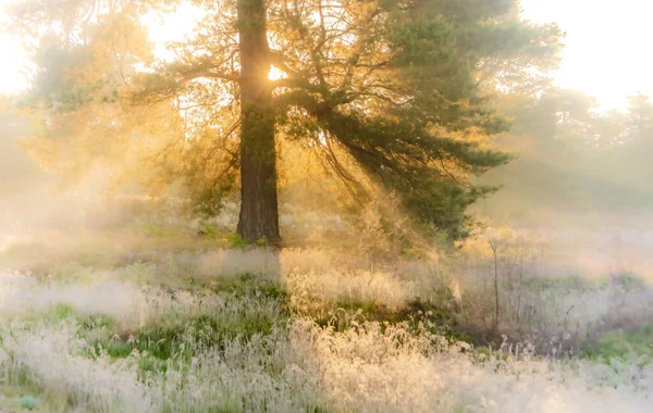 Una Foresta Una Giornata Sole Nebbia — Foto Stock