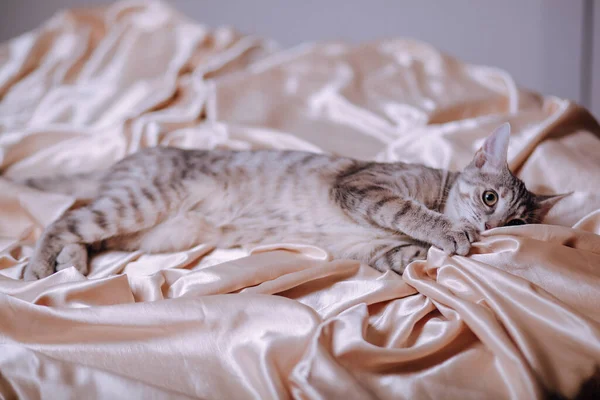 一只可爱的家猫的特写躺在床单上 背景模糊不清 — 图库照片