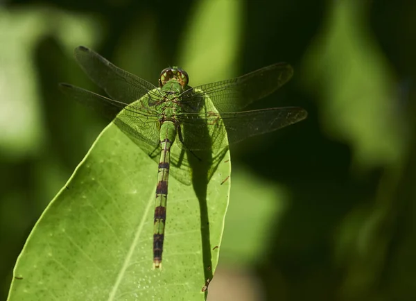 Eine Selektive Fokusaufnahme Einer Niedlichen Libelle Auf Einem Blatt — Stockfoto