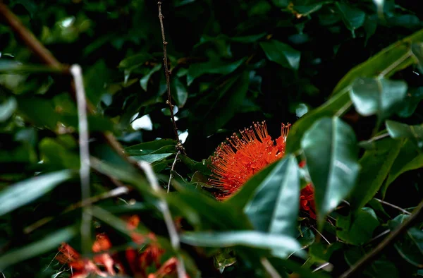 Primo Piano Fiore Arancio Tra Foglie Sfocate — Foto Stock