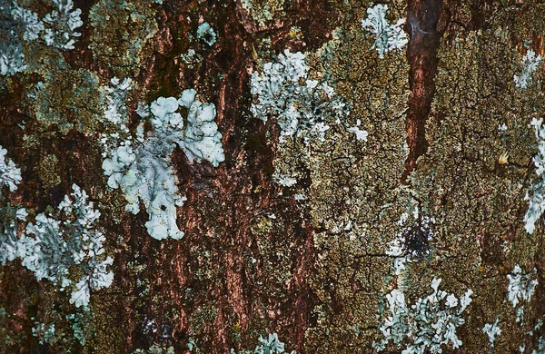 Een Close Van Een Boomkorst Met Witte Vlekken Erop — Stockfoto