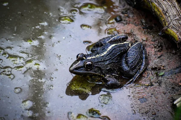 Ein Großer Frosch Auf Dem Schlammigen Boden Fluss — Stockfoto