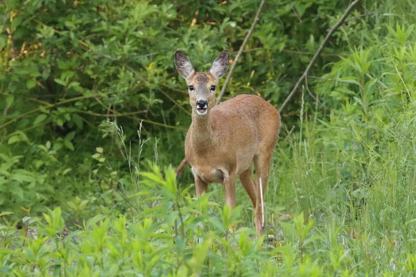 Une Vue Panoramique Cerf Sur Fond Verdure — Photo