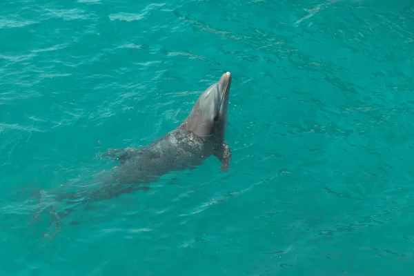A beautiful dolphin playing and doing tricks in the blue water