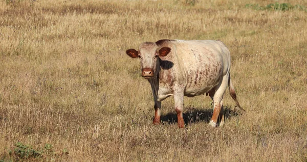 Vaca Soltera Posando Prado — Foto de Stock