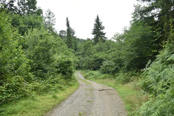 Una Bella Vista Piccolo Sentiero Tra Fitta Foresta — Foto Stock