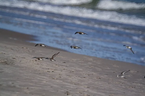 Eine Gruppe Möwen Fliegt Strand — Stockfoto