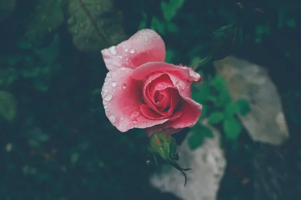 Primer Plano Una Rosa Floreciente Con Gotas Lluvia Jardín Con — Foto de Stock
