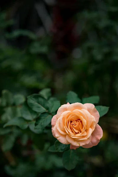 Tiro Vertical Uma Bela Rosa Laranja Crescendo Jardim — Fotografia de Stock