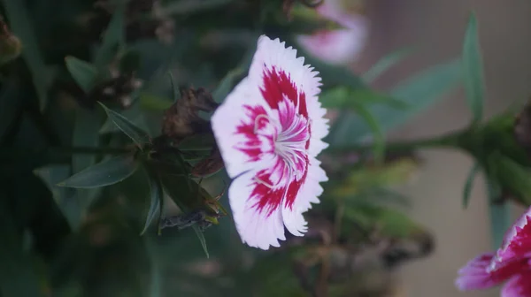 Eine Nahaufnahme Einer Regenbogenrosa Blume Die Einem Garten Wächst — Stockfoto