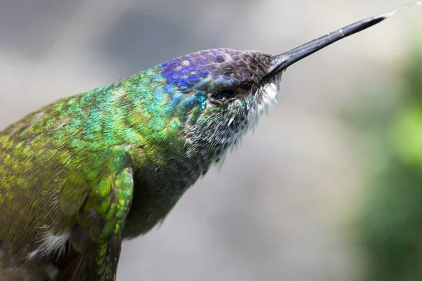 Petits Colibri Multicolores Morts Lors Collisions Avec Une Fenêtre Ville — Photo