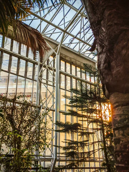 Vertikální Záběr Vnitřního Skleníku Obrovskými Palmami Tropickými Rostlinami — Stock fotografie