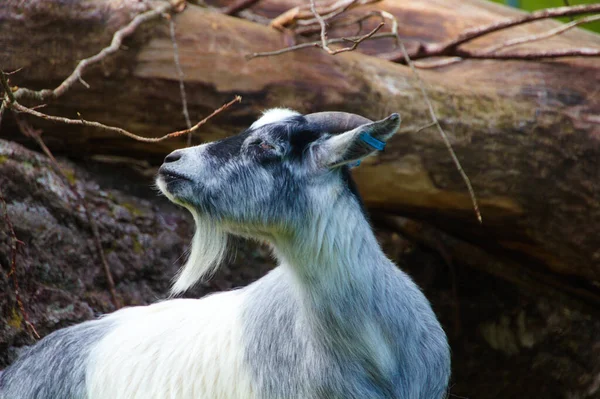 Gros Plan Une Chèvre Blanche Dans Nature — Photo