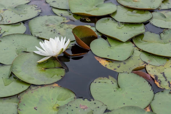 White Lilies Water — Stock Photo, Image