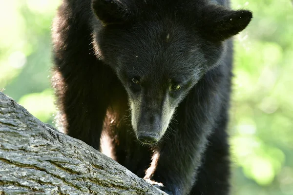 Tiro Seletivo Foco Urso Preto Que Anda Torno Floresta Que — Fotografia de Stock