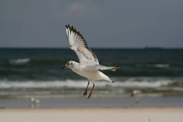 Tiro Perto Uma Gaivota Voando Sobre Mar — Fotografia de Stock