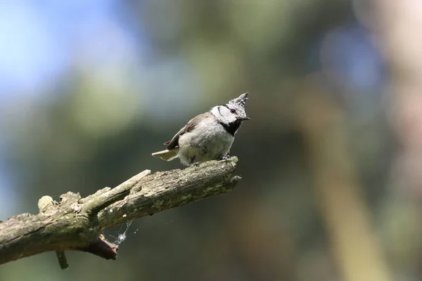 Closeup Shot European Crested Tit Perched Tree — Stockfoto