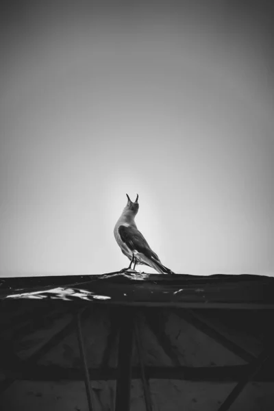 Una Escala Grises Pájaro Cantando — Foto de Stock
