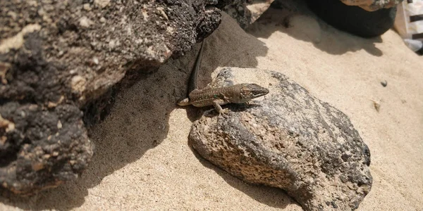 Lagarto Nas Pedras Praia — Fotografia de Stock