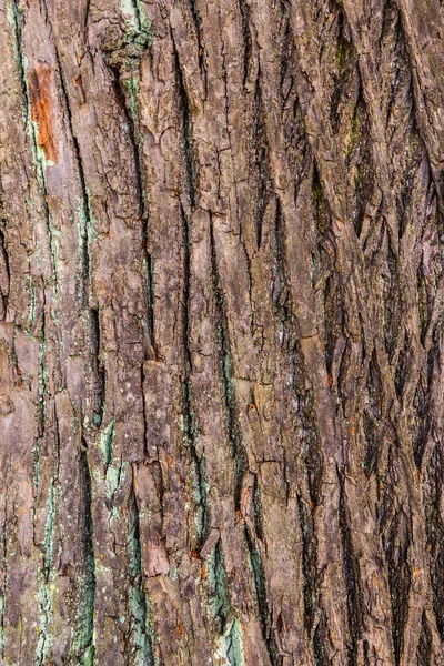 Een Close Van Boomschors Bedekt Met Korstmos Mos — Stockfoto