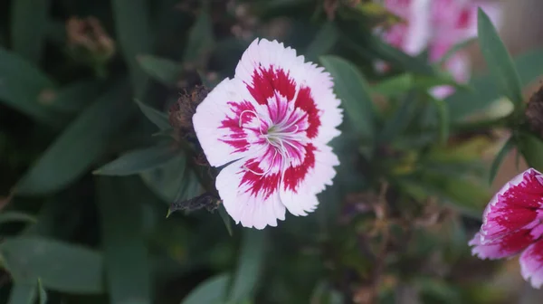 Tiro Close Uma Flor Rosa Arco Íris Crescendo Jardim — Fotografia de Stock