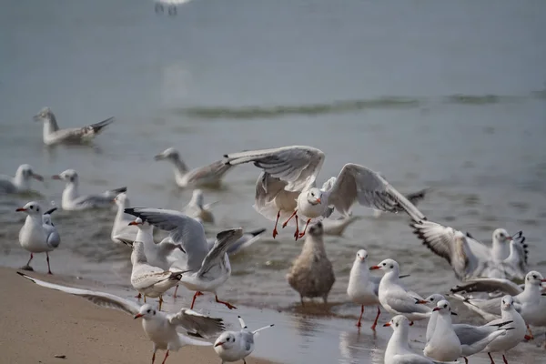 Group Seagulls Coast Sea — Stock Photo, Image