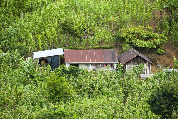 Casa Pobre Entre Campo Cultivado Com Milho Área Rural Alta — Fotografia de Stock