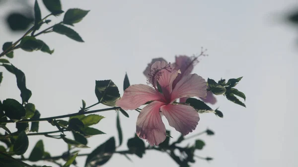 Primer Plano Una Flor Hibisco Rosa Claro — Foto de Stock