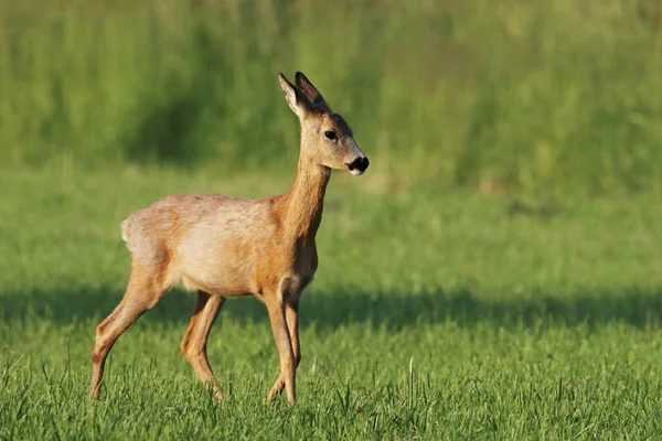 Une Vue Panoramique Cerf Sur Fond Verdure — Photo