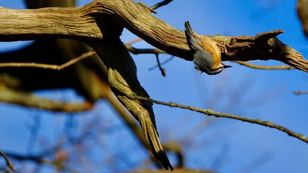 Alacsony Szögű Felvétel Egy Kismadárról Amint Egy Ágán Erdőben — Stock Fotó