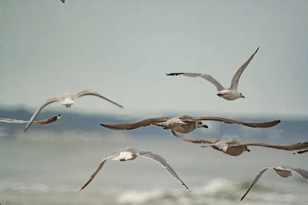 Group Seagulls Coast Sea — Stock Photo, Image