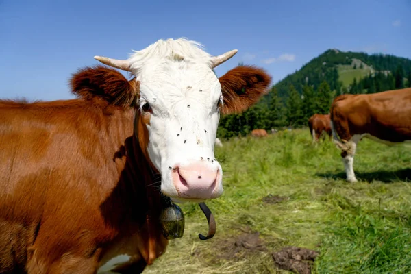 Close Uma Vaca Marrom Branca Uma Fazenda Com Pulgas Seu — Fotografia de Stock