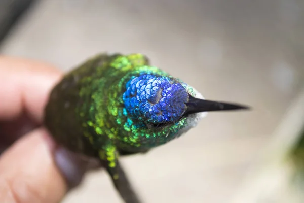 Pequeño Colibri Multicolor Muerto Chocar Contra Una Ventana Ciudad —  Fotos de Stock