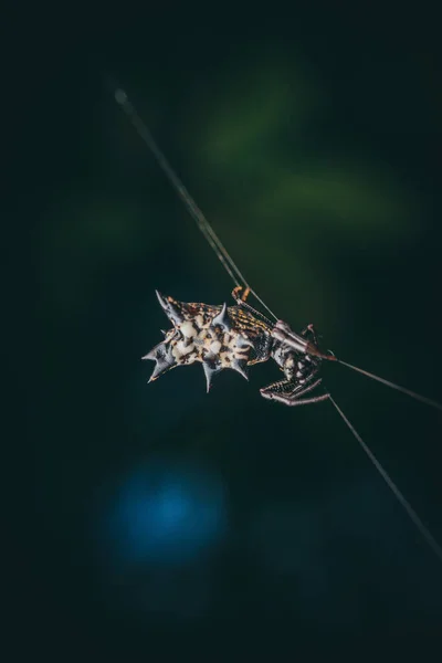 Egy Tüskés Micrathena Pók Függőleges Képe — Stock Fotó