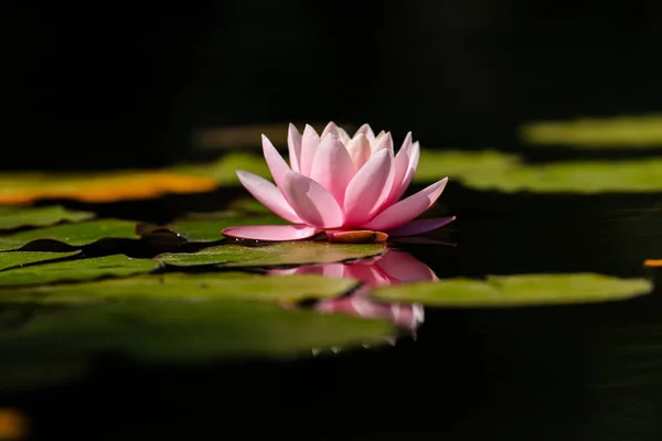 Lótus Rosa Flor Lírio Água Folhas Verdes Lagoa Lago Com — Fotografia de Stock