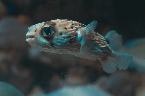Een Close Shot Van Een Stekelvarken Vis Zwemmen Onderwater — Stockfoto