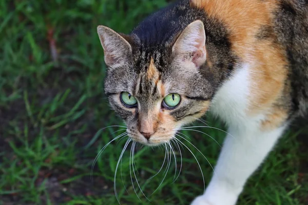 一只长相凶猛的猫在绿草上行走时的高角镜头 — 图库照片