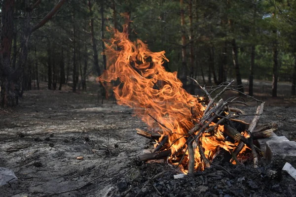 Feu Camp Brûlant Dans Les Bois — Photo