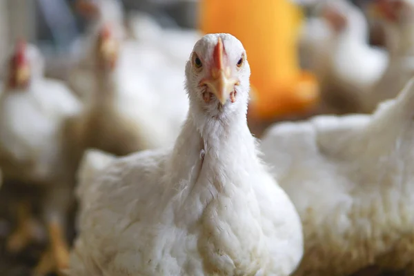 Frango Branco Uma Fazenda — Fotografia de Stock